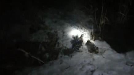貓頭鷹站立路旁哀鳴　向人類求助