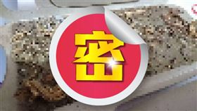 蟑螂屋,考古,壁虎,骨骸(翻攝自 路上觀察學院)
