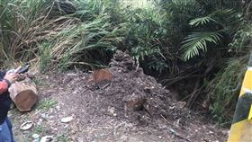 國有林班地,木塊,相思木,苗栗