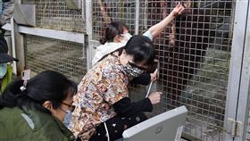 全台首次！「超音波檢查」人猿媽媽　小乙喜迎健康二胎（圖／翻攝自台北市立動物園官網）