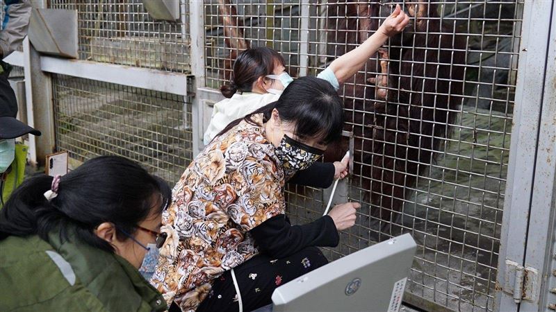 首次超音波檢查人猿　小乙喜迎二胎