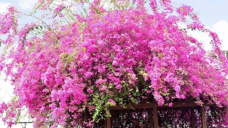 漫步台南「萊茵河」！九重葛粉嫩炸開