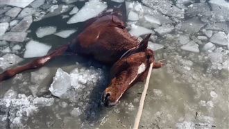 母馬身陷冰河瀕死　眾人不放棄救援