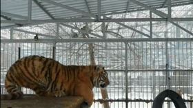俄羅斯,動物園,老虎,高歌,野獸,寵物（圖／翻攝自IG @zoo22.ru）