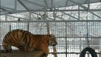 老虎「嚶嚶」撒嬌如奶狗　軟萌畫面曝