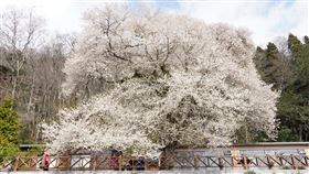 觀霧山莊,霧社櫻,櫻王,櫻花,（圖／記者羅欣怡攝影）,（圖／翻攝自《觀霧國家森林遊樂區》臉書）