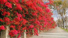 九重葛,IG網友授權提供