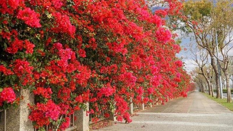 IG紅什麼／「3秘境」九重葛大爆發