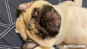 狗,巴哥,睡覺,翻白眼（圖／網友楊庭溦授權提供）