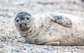 海豹。（圖／翻攝自Pixabay）