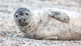 海豹。（圖／翻攝自Pixabay）