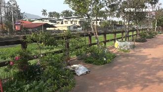 搭棚架種茼蒿成奇觀　阿嬤：我就閒