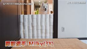 ▼▲最後發現薩摩耶Milky更會跳。（圖／밀키복이탄이MilkyBokiTan 授權）