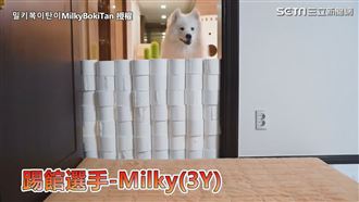 鏟屎官測主子彈跳力　牠踢館稱霸全場