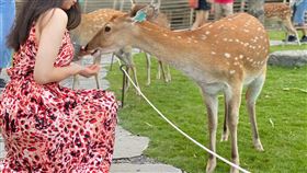 梅花鹿,餵鹿,萊姆病,住院,女大生,發燒,紅腫,叮咬