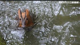 山羌受困灌溉大圳 關山環山步道 台東 山羌叫聲（圖／記者王浩原提供） 