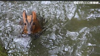 悽慘叫聲竟是⋯受困水中「即刻救援」