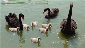 崑山科大黑天鵝家族添新成員崑山科技大學校園內的崑山湖黑天鵝家族添新成員，校方特地為6隻黑天鵝寶寶舉辦命名票選活動。（崑山科技大學提供）中央社記者楊思瑞台南傳真  110年3月11日