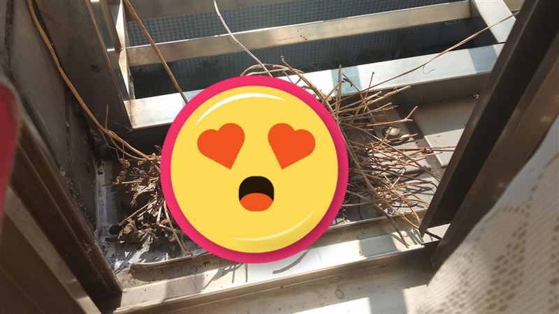 打掃開窗驚見「這幕」網嗨：你要發了