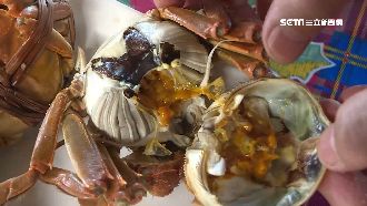 大缺水！大閘蟹能否開養　蟹農好兩難