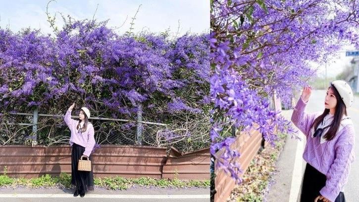 「紫色花瀑隧道」席捲南投！