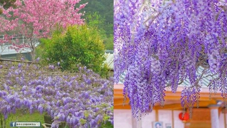 紫色山城再現！紫藤花風暴襲捲嘉義