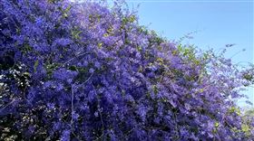 南投中寮錫葉藤花墻，遊客賞花亂象亂停車，園主心痛砍樹