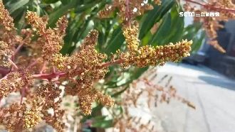 芒果酥花、空包彈　乾旱引蟲害果農憂