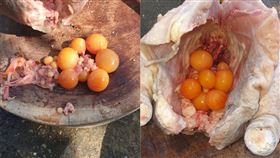 圖／翻攝自爆廢公社二館