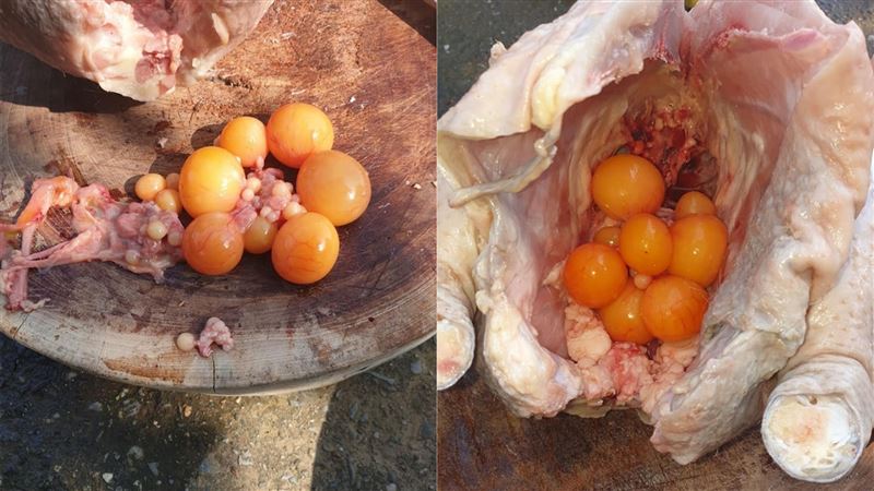 殺雞驚見「無殼雞蛋」　老饕讚超好吃