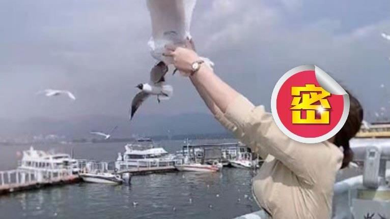 活抓海鳥合影　她樂翻：今晚烤乳鴿！