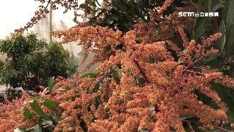 乾旱「薊馬蟲害」芒果農：噴藥也沒用