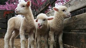 ▲除了可以幫小羊命名，還能近距離跟牠們互動喔!（圖／業者提供）