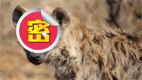 ▲男子將「怪狗」買回家飼養，越養越覺不對勁！（示意圖／翻攝自百度百科）