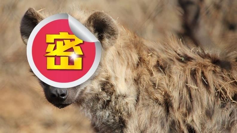 男子買隻與眾不同的狗！養大後悲劇了