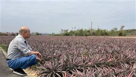 韓國瑜突PO鳳梨田照（圖／翻攝自韓國瑜臉書）