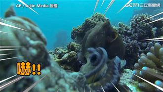 為珊瑚礁大打出手　兩隻章魚誰也不讓