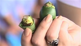 帛琉人有個不分男女老少的全民運動，就是「吃檳榔」。