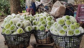 台東縣府補助釋迦農購空壓機　防治介殼