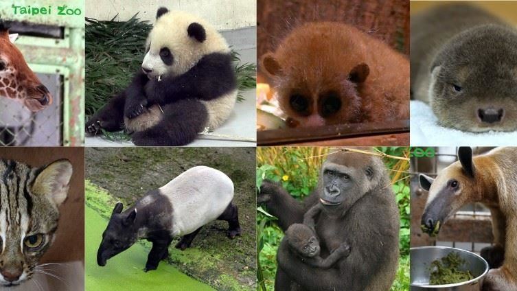 木柵超療癒「動物園寶寶」人氣大PK