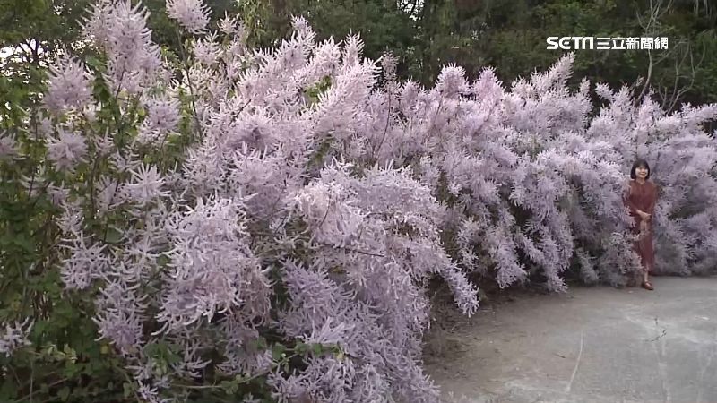 民眾搶拍美照停路邊　雙向道變單行道