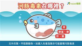 名家專用／NOW健康／除了魚類組織胺中毒，河豚毒素中毒也經常發生，食藥署分析國內河豚毒素中毒案件，大多數患者並不知自己食用河豚。(勿用)