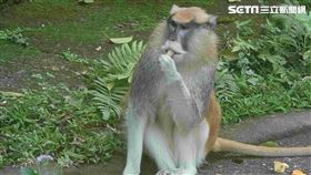 紅猴。圖/台北動物園提供