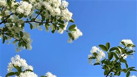 四月雪提前爆發！流蘇大「綻」美　新北這公園浪漫到炸（圖／翻攝自新北市府官網）
