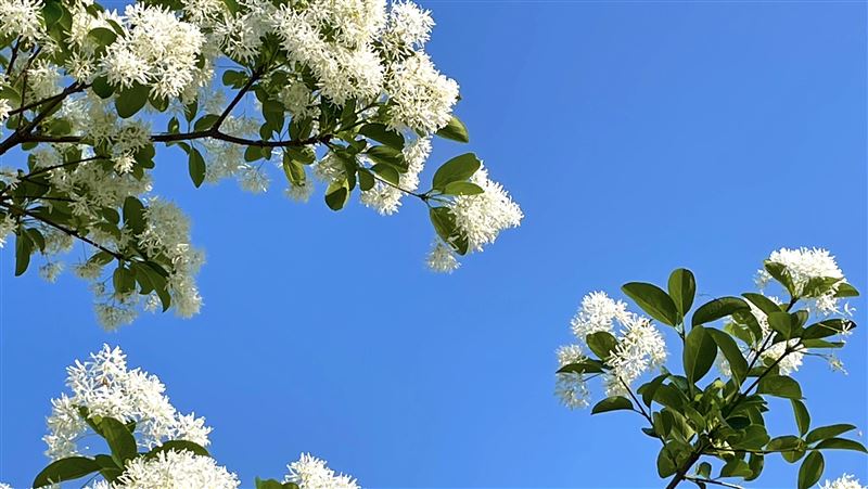 流蘇四月雪搶爆發！新北這公園浪漫炸