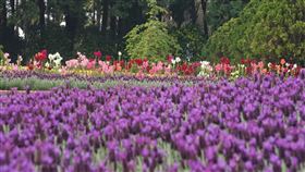 九族文化村,九族文化村提供