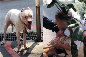 杜高犬「一口含住」紅貴賓頭咬到斷氣