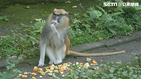 紅猴男道。圖/北市動物園提供