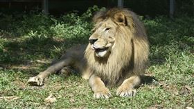 非洲獅小巴。（圖／壽山動物園提供）