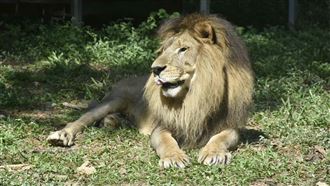 壽山動物園「柴骨獅」小巴12日病逝